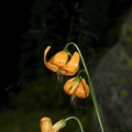 Lilium-kelleyanum-Kelleys-tiger-lily-Heather-Lake-trail-SequoiaNP-2012-08-02-IMG 6634