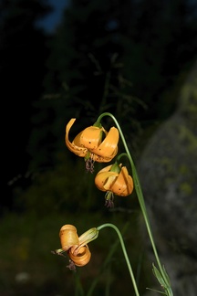Lilium-kelleyanum-Kelleys-tiger-lily-Heather-Lake-trail-SequoiaNP-2012-08-02-IMG 6634