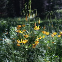 Lilium-pardalinum-California-tiger-lily-General-Grant-Grove-Kings-Canyon-2012-07-05-IMG 5873