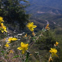 Mentzelia-crocea-Sierra-blazing-star-rte180-Kings-CanyonNP-2012-07-07-IMG 6004
