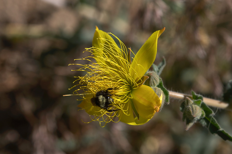 Mentzelia-crocea-Sierra-blazing-star-with-bumblebee-rte180-Kings-CanyonNP-2012-07-07-IMG_6019.jpg
