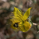 Mentzelia-crocea-Sierra-blazing-star-with-bumblebee-rte180-Kings-CanyonNP-2012-07-07-IMG 6019