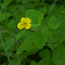 Mimulus-guttatus-seep-monkeyflower-Crescent-Meadow-to-Museum-trail-SequoiaNP-2012-07-31-IMG 6421 2