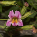 Mimulus-lewsii-monkeyflower-Stony-Creek-SequoiaNP-2012-08-01-IMG 6513
