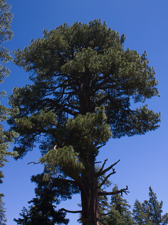 Pinus-jeffreyi-Buena-Vista-trail-SequoiaNP-2012-08-01-IMG 6488