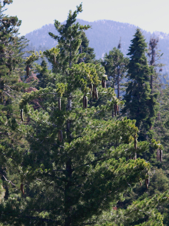 Pinus-lambertiana-sugar-pine-rte-198-Kings-Canyon-2012-07-31-IMG 6381