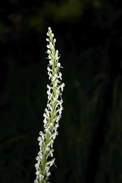 Platanthera-leucostachys-sierra-rein-orchid-Mist-Falls-Bubbs-Creek-trail-Kings-CanyonNP-2012-07-08-IMG_6121.jpg