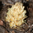 Pterospora-andromedea-pinedrops-Princess-campsite-Kings-CanyonNP-2012-07-06-IMG 5884