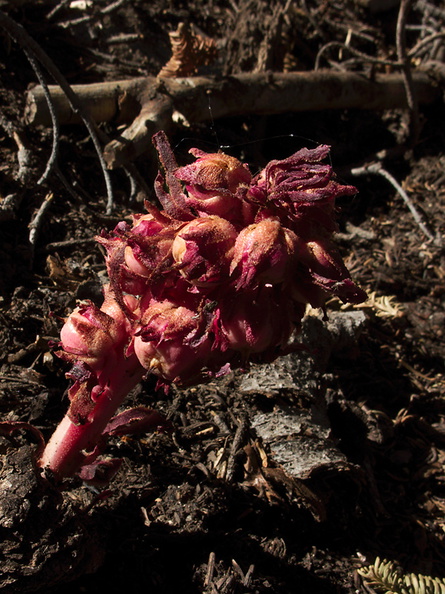 Sarcodes-sanguinea-snowplant-Heather-Lake-trail-SequoiaNP-2012-08-02-IMG 2534