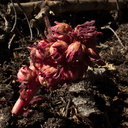 Sarcodes-sanguinea-snowplant-Heather-Lake-trail-SequoiaNP-2012-08-02-IMG 2534