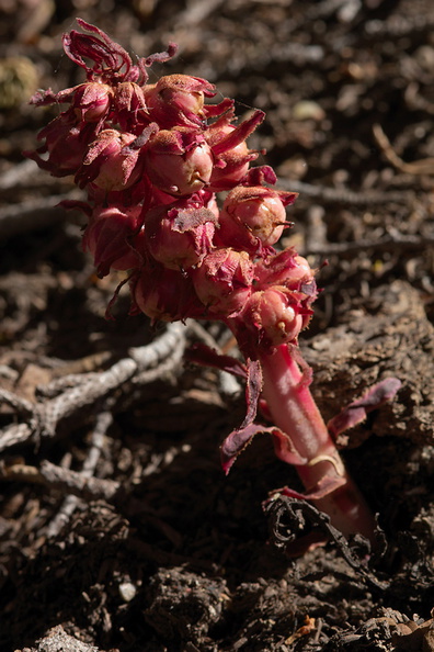 Sarcodes-sanguinea-snowplant-Heather-Lake-trail-SequoiaNP-2012-08-02-IMG_6540.jpg