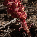 Sarcodes-sanguinea-snowplant-Heather-Lake-trail-SequoiaNP-2012-08-02-IMG 6540