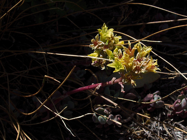 Sedum-spathulifolium-broadleaf-stonecrop-near-Heather-Lake-SequoiaNP-2012-08-02-IMG_2576.jpg