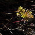 Sedum-spathulifolium-broadleaf-stonecrop-near-Heather-Lake-SequoiaNP-2012-08-02-IMG 2576