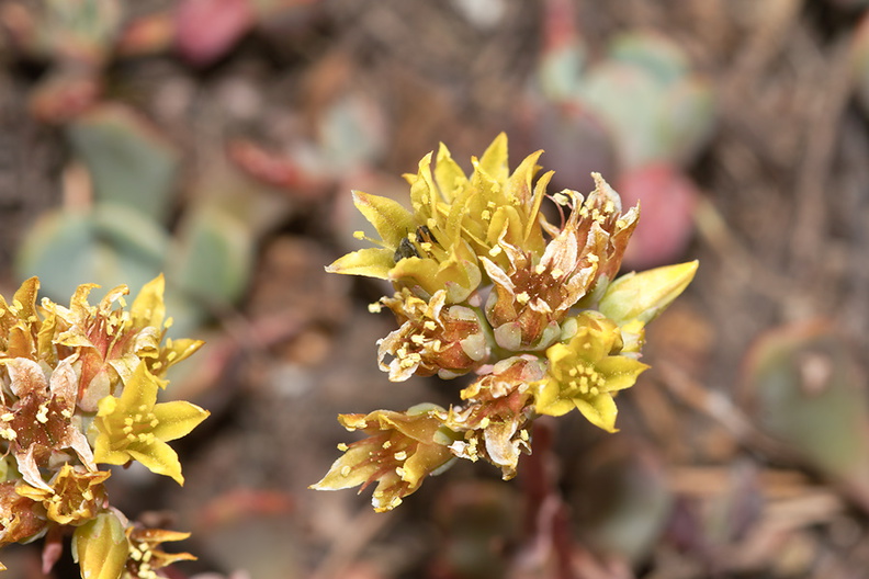 Sedum-spathulifolium-broadleaf-stonecrop-near-Heather-Lake-SequoiaNP-2012-08-02-IMG_6609.jpg