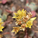 Sedum-spathulifolium-broadleaf-stonecrop-near-Heather-Lake-SequoiaNP-2012-08-02-IMG 6609