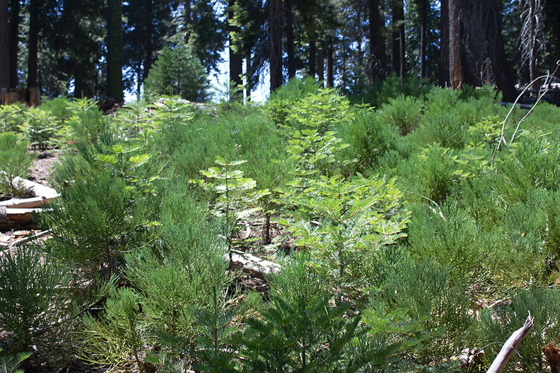 Sequoiadendron-giganteum-giant-redwood-seedlings-near-Crescent-Meadow-SequoiaNP-2012-07-31-IMG_6414.jpg