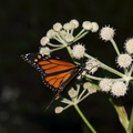 Sphenosciadium-capitellatum-Rangers-buttons-and-monarch-butterfly-Stony-Creek-SequoiaNP-2012-07-30-IMG 6380