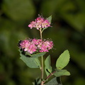 Spiraea-densiflora-mountain-spiraea-Stony-Creek-SequoiaNP-2012-07-30-IMG_6368.jpg