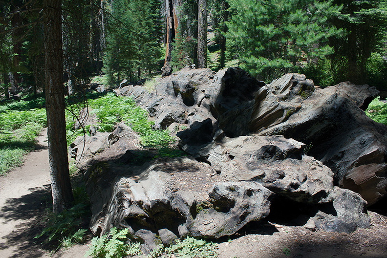 Tharps-cabin--plants-on-fallen-redwood-trunk-trail-near-Crescent-Meadow-SequoiaNP-2012-07-31-IMG_6402.jpg