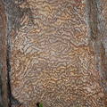 bark-beetle-gallery-Bubbs-Creek-trail-Kings-CanyonNP-2012-07-08-IMG 6175