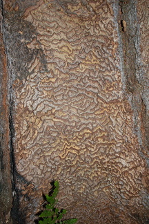 bark-beetle-gallery-Bubbs-Creek-trail-Kings-CanyonNP-2012-07-08-IMG 6175