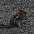chipmunk-with-full-cheeks-Stony-Creek-camp-SequoiaNP-2012-08-01-IMG 2471