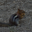chipmunk-with-full-cheeks-Stony-Creek-camp-SequoiaNP-2012-08-01-IMG 2471
