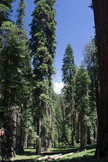 forest-view-near-Crescent-Meadow-SequoiaNP-2012-07-31-IMG 6411
