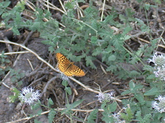 fritillary-butterfly-Heather-Lake-trail-SequoiaNP-2012-08-02-IMG 6650