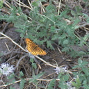 fritillary-butterfly-Heather-Lake-trail-SequoiaNP-2012-08-02-IMG 6650