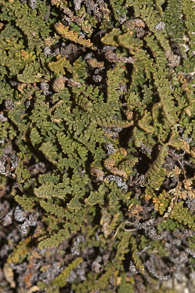 indet-fern-like-near-Heather-Lake-SequoiaNP-2012-08-02-IMG_6622.jpg