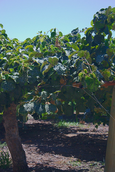 kiwifruit-farm-Tulare-2012-07-05-IMG_5866.jpg