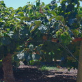kiwifruit-farm-Tulare-2012-07-05-IMG 5866