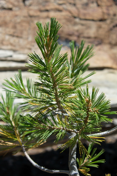 limber-pine-Pinux-flexilis-needles-Heather-Lake-SequoiaNP-2012-08-02-IMG 6599