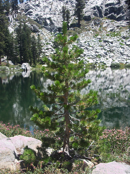 limber-pine-sapling-Pinus-flexilis-Heather-Lake-SequoiaNP-2012-08-02-IMG 2556