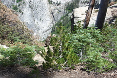 limber-pine-saplings-near-Heather-Lake-SequoiaNP-2012-08-02-IMG 2583