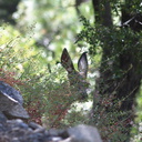 mule-deer-Bubbs-Creek-trail-Kings-CanyonNP-2012-07-08-IMG 6146