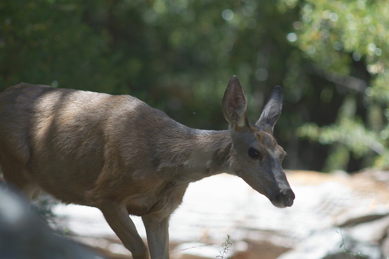 mule-deer-Bubbs-Creek-trail-Kings-CanyonNP-2012-07-08-IMG 6147