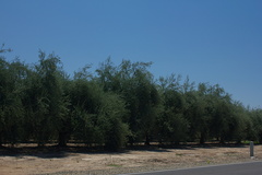 olive-farm-Central-Valley-SW-of-Kings-Canyon-2012-07-09-IMG 6197