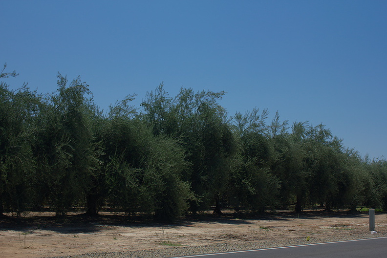 olive-farm-Central-Valley-SW-of-Kings-Canyon-2012-07-09-IMG_6197.jpg