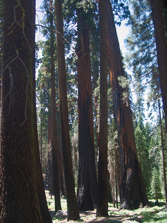 redwood-trunks-after-fire-trail-near-Crescent-Meadow-SequoiaNP-2012-07-31-IMG 2427