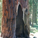 redwood-trunks-after-fire-trail-near-Crescent-Meadow-SequoiaNP-2012-07-31-IMG 6400