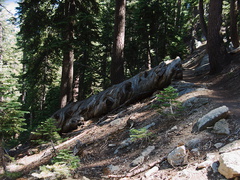 spiral-growth-of-xylem-visible-in-fallen-log-Heather-Lake-trail-SequoiaNP-2012-08-02-IMG 2537