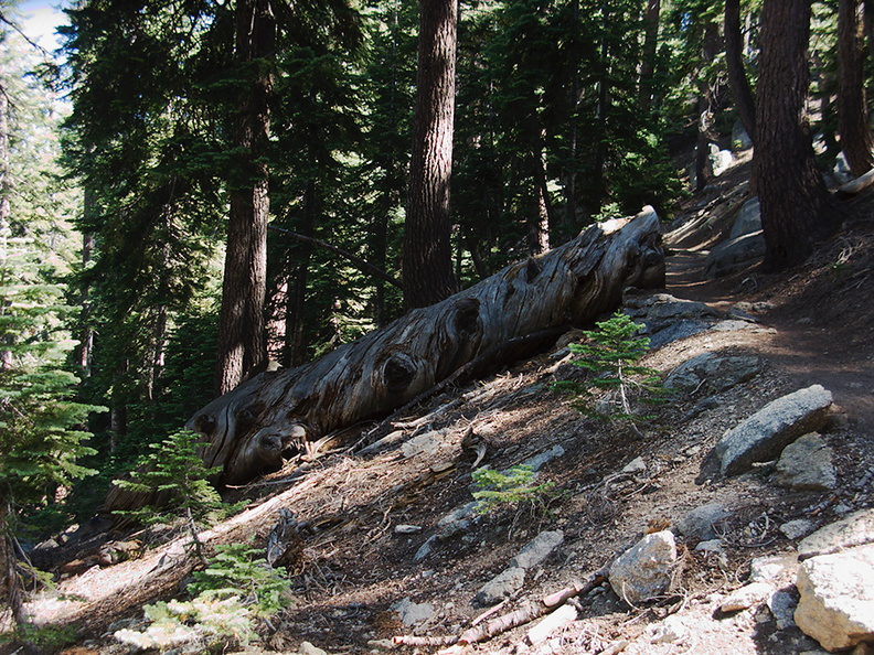 spiral-growth-of-xylem-visible-in-fallen-log-Heather-Lake-trail-SequoiaNP-2012-08-02-IMG_2537.jpg