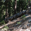 spiral-growth-of-xylem-visible-in-fallen-log-Heather-Lake-trail-SequoiaNP-2012-08-02-IMG 2537