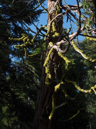 wolf-lichen-Stony-Creek-SequoiaNP-2012-08-01-IMG 0