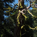 wolf-lichen-Stony-Creek-SequoiaNP-2012-08-01-IMG 0