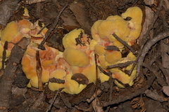 yellow-fungus-on-ground-litter-Heather-Lake-trail-SequoiaNP-2012-08-02-IMG 6549