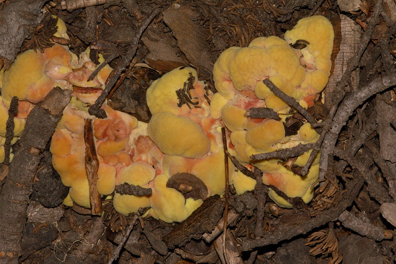 yellow-fungus-on-ground-litter-Heather-Lake-trail-SequoiaNP-2012-08-02-IMG_6549.jpg